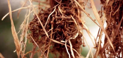 Cana-de-açúcar ganha novas soluções para o controle dos nematoides