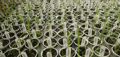 Insectshow apresentará resultados finais de ensaios com as primeiras variedades de cana transgênica do mundo