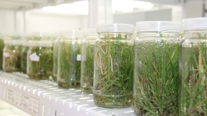 Do chão batido a um dos maiores laboratórios em cana do Brasil