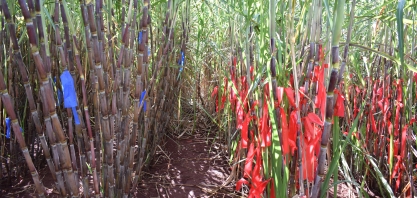 Cana transgênica ALTHA20BT estará protegida do ataque da broca durante 24 horas por dia, sete dias na semana e 365 dias no ano