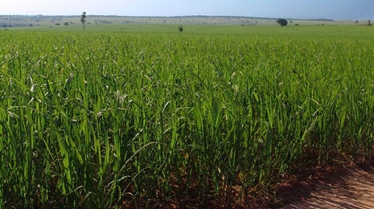 Estudo desvenda como hormônio aumenta o acúmulo de açúcar na cana