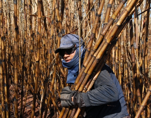 Nos anos de 1990, o corte de cana era quase 100% manual e com cana queimada