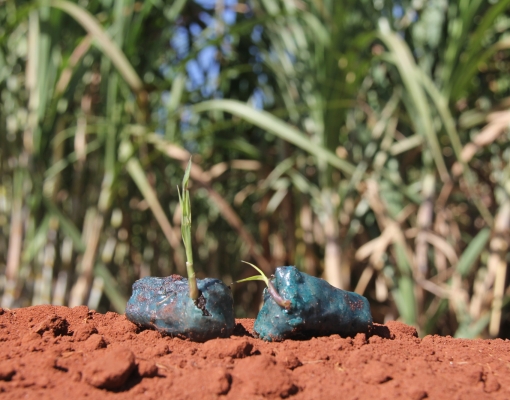 Germinação do Plene Emerald: tecnologia trará ganho de produtividade, redução de custos e simplificará o plantio de cana. Crédito CanaOnline