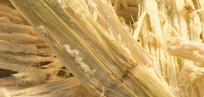 Técnica brasileira pode transformar bagaço de cana em carvão ativo