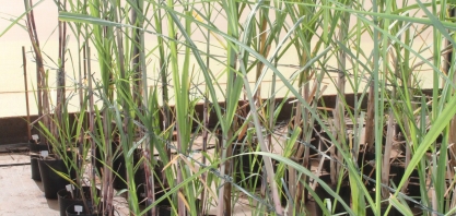 Pesquisas do IAC buscam criar cana transgênica resistente à seca e outra voltada à produção de etanol celulósico