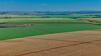 Produtividade do canavial do centro-sul cairá ao fim da safra, diz Unica