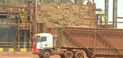 Mesmo com colheita recorde de cana-de-açúcar, produtores comemoram com cautela em MS