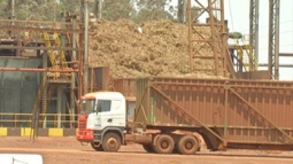 Mesmo com colheita recorde de cana-de-açúcar, produtores comemoram com cautela em MS