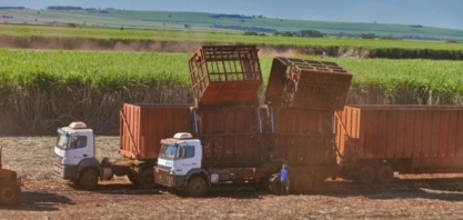 Faltando 15 dias para o fim da safra, centro-sul processa 599,16 milhões de toneladas