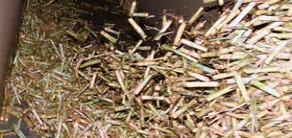 Minas já moeu 62,8 milhões de toneladas de cana