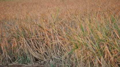 A previsão é que neste inverno as temperaturas devam ficar dentro da média para o período