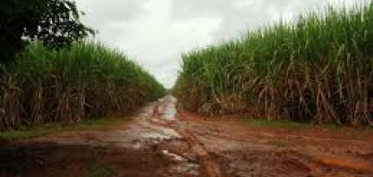 Maio úmido pode atrapalhar colheita da cana