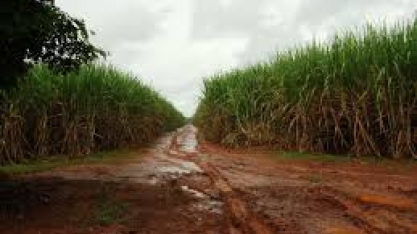 Maio úmido pode atrapalhar colheita da cana