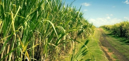 Proporção de cana-de-açúcar para produção de etanol segue em queda