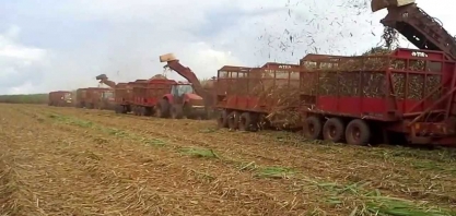 Cana: Cofco Agri estima queda de 3% na safra no Centro-Sul