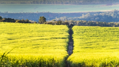 Odebrecht Agro processa 2% menos cana em 2016/17, mas avança em açúcar e anidro