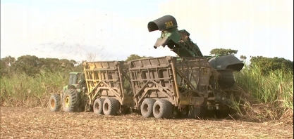 Safra alagoana da cana-de-açúcar começa neste fim de semana
