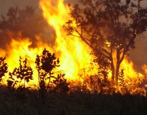 Os incêndios na mata e nas lavouras trazem prejuízo, e risco de morte