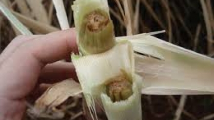 Cana: Mato Grosso do Sul registra geadas pelo 3º dia seguido, diz Udop