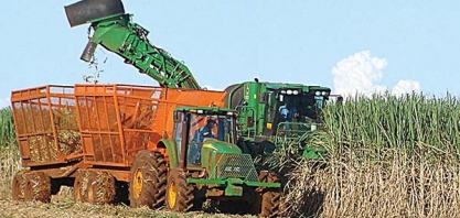 Produção de cana-de-açúcar crescerá 31,32%
