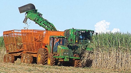 Produção de cana-de-açúcar crescerá 31,32%