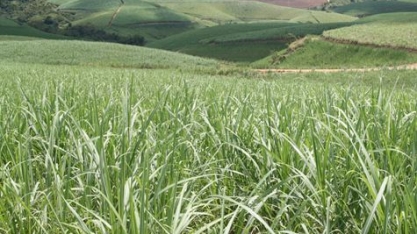 Safra 2017/18 de cana-de-açúcar tem início em Pernambuco