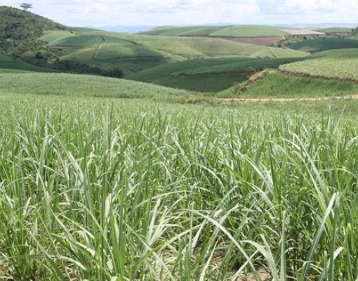 Previsão feita pelo setor sucroalcooleiro é de repetir o resultado da safra passada. Foto: Arthur Mota
