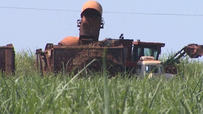 Safra da cana-de-açúcar começa mais cedo na região de Ribeirão Preto