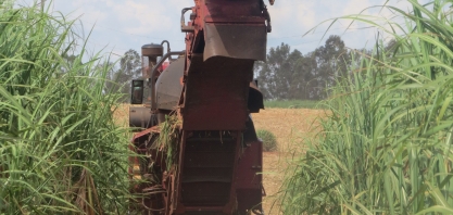 Colheita da cana avança no MS, mas rendimento cresce pouco