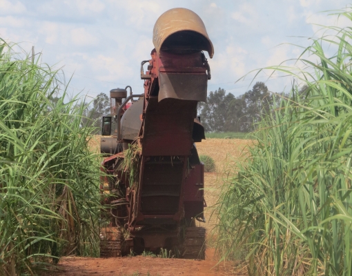 Área colhida também cresceu 6,9%, chegando a 660,4 mil hectares - Foto: Valdenir Rezende / Correio do Estado