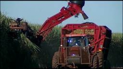 Safra da cana-de-açúcar 2017/18 em MG deve ter queda de 4% em relação à safra anterior