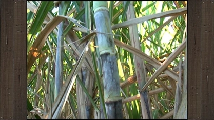 Levantamento aponta para aumento na produção de cana-de-açúcar, no Sul do ES