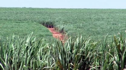 Começa safra da cana-de-açúcar no Noroeste Paulista