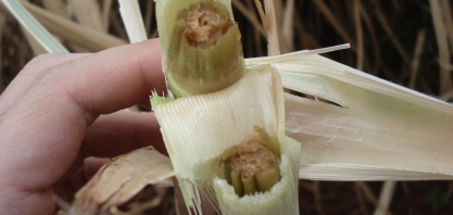 Cenário com mais chuvas e risco de geadas marca a safra 2017/18