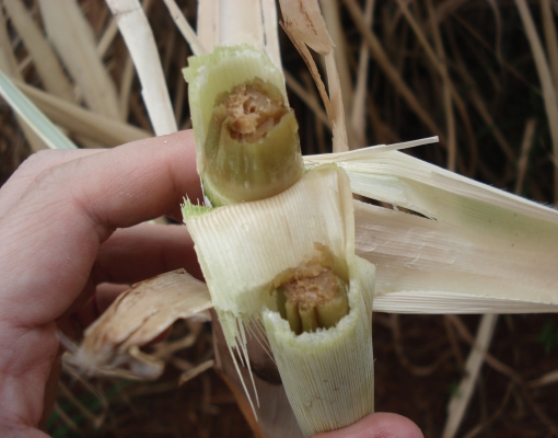 Geada pode matar o palmito da cana