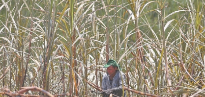 Seca pode derrubar safra de cana nordestina em 20%