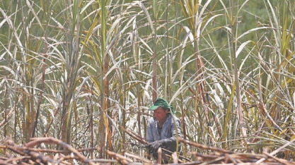 Seca pode derrubar safra de cana nordestina em 20%