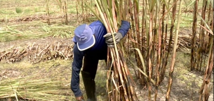 Estiagem prejudica a produção de cana da safra 2017/2018 em AL