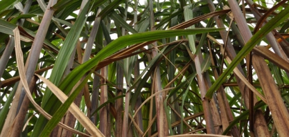 Minas Gerais já moeu 13,3 mi ton de cana