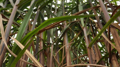 Minas Gerais já moeu 13,3 mi ton de cana