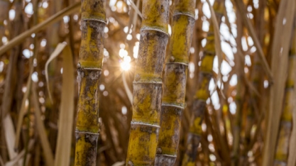 Cana: moagem atinge 607,14 milhões de toneladas no centro-sul