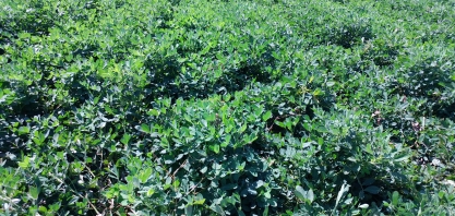 Chuvas recuperaram lavouras de soja e amendoim no nordeste paulista