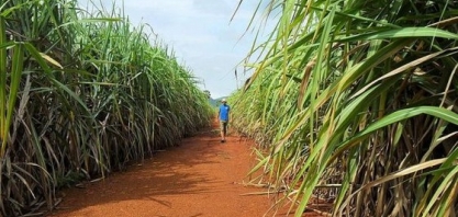 União da Indústria de Cana-de-Açúcar diz que é contra plantio na Amazônia