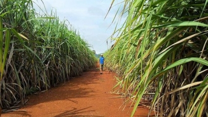 União da Indústria de Cana-de-Açúcar diz que é contra plantio na Amazônia