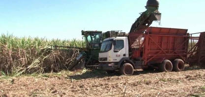 Produtores adiam colheita da cana-de-açúcar na tentativa de aumentar a produtividade