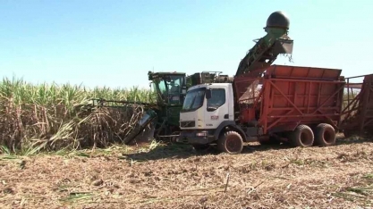 Produtores adiam colheita da cana-de-açúcar na tentativa de aumentar a produtividade