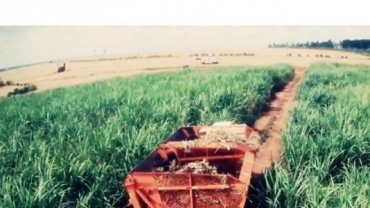 Setor de álcool e açúcar cresce e MS fica em 4° no ranking nacional