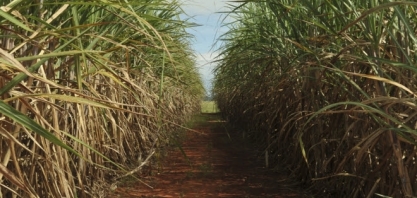 Cana volta a remunerar agricultor pernambucano após anos no negativo