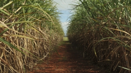 Cana volta a remunerar agricultor pernambucano após anos no negativo