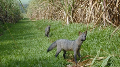 A cana-de-açúcar tem o que comemorar no Dia Mundial do Meio Ambiente